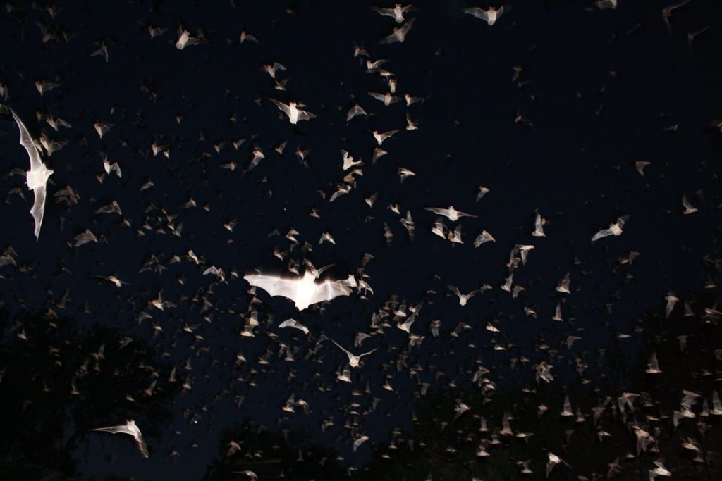 Mexican Free-Tailed Bats in Houston, Texas